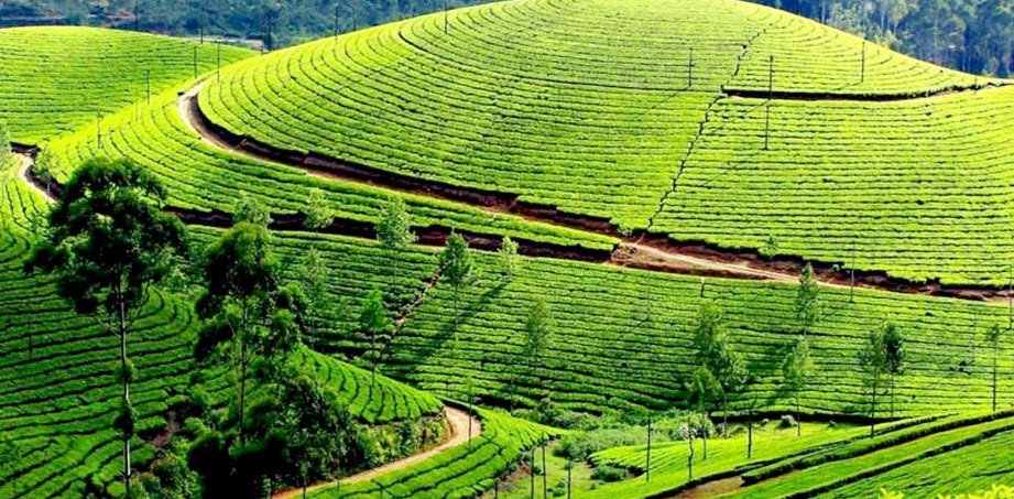 Government Tea Garden Ooty